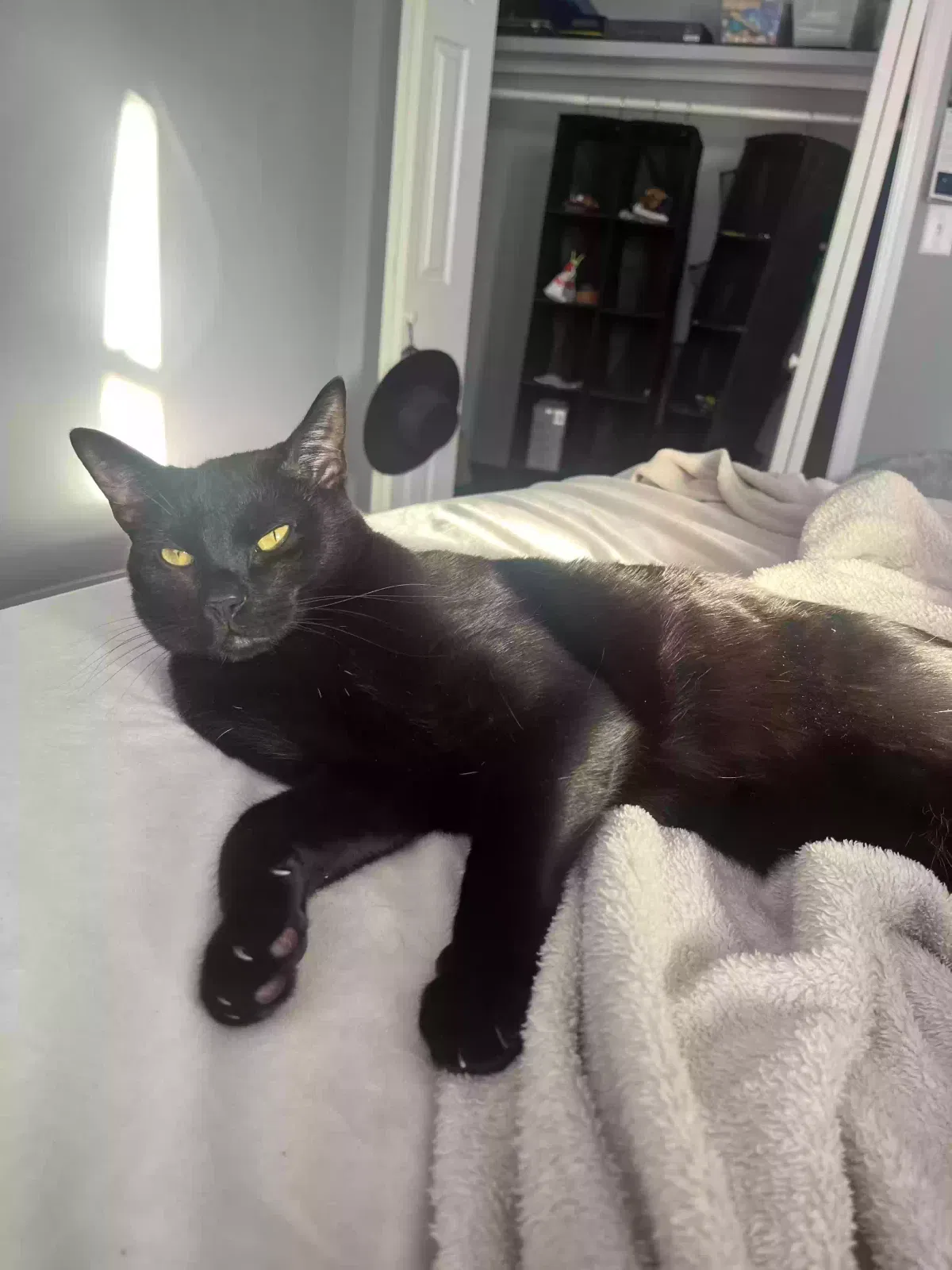 Lost cat in Columbus, OH, 43201