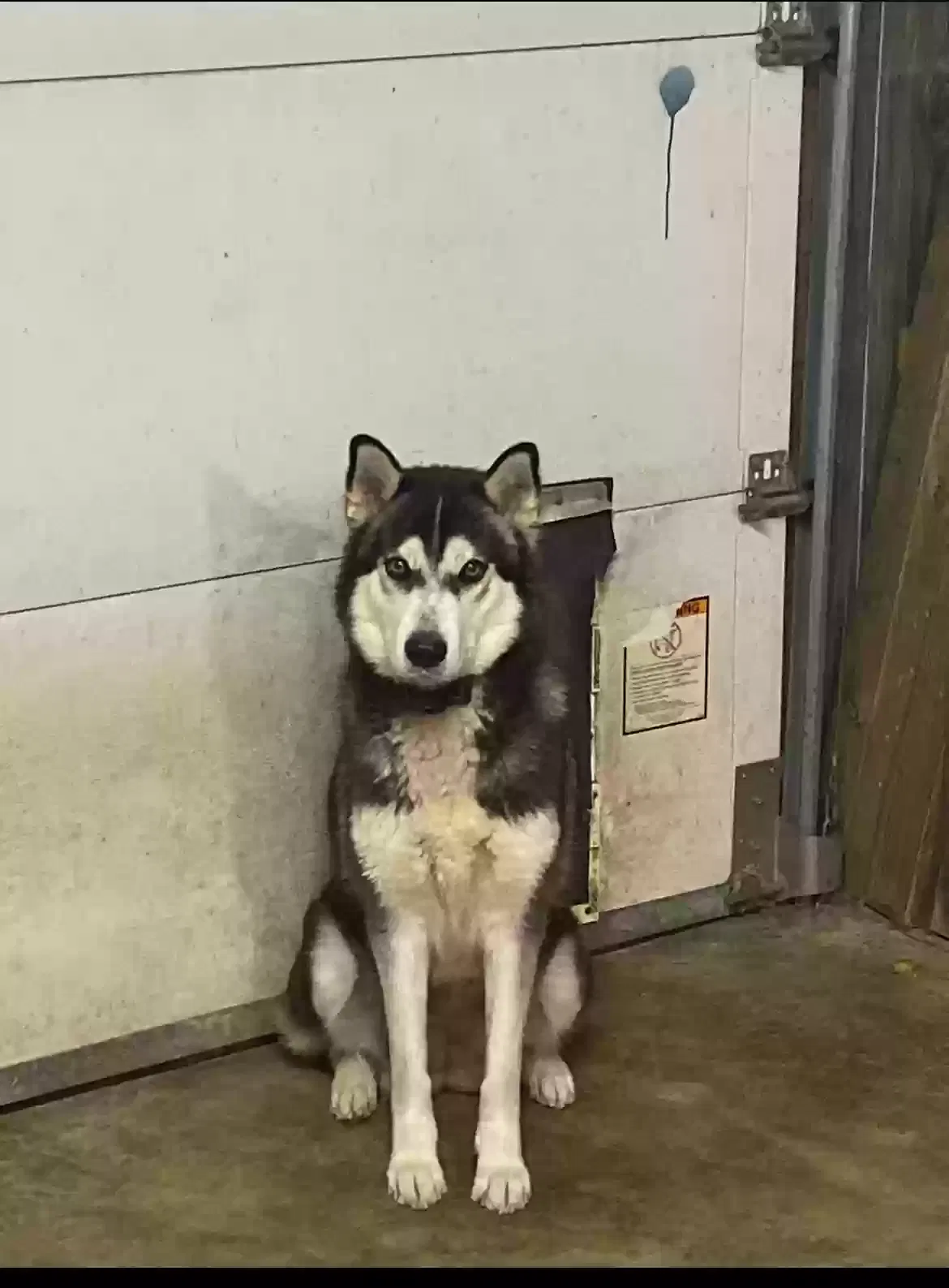 Lost dog in Santa Fe, TN, 38482
