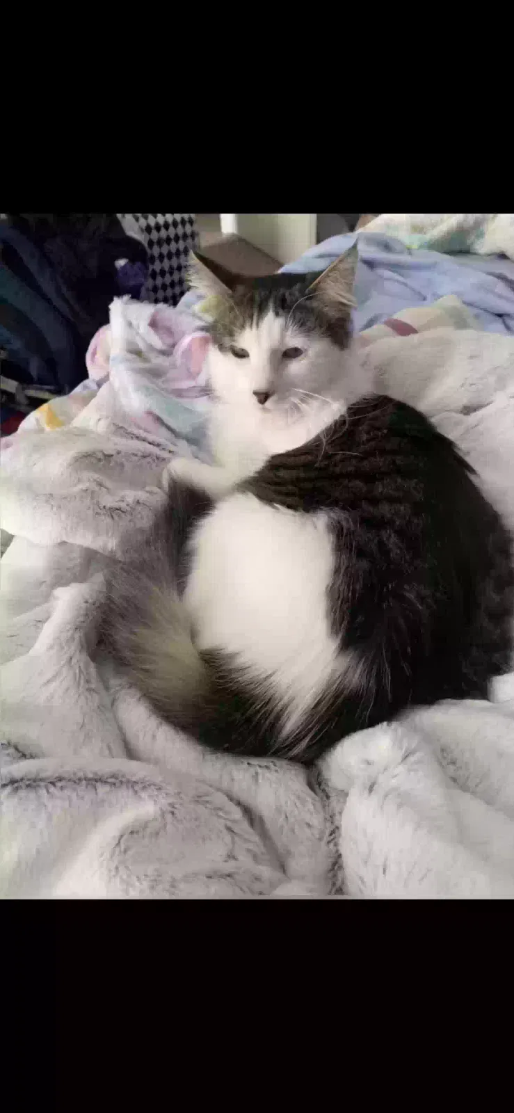 Lost cat in Corpus Christi, TX, 78418