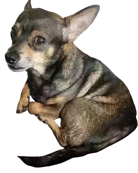 Lost dog in Deer Park, TX, 77536