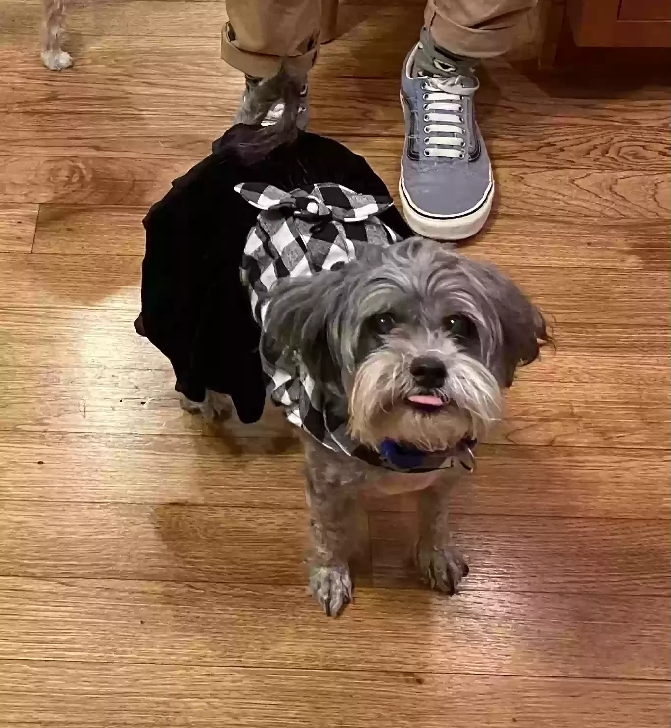 Lost dog in Hopkinsville, KY, 42240