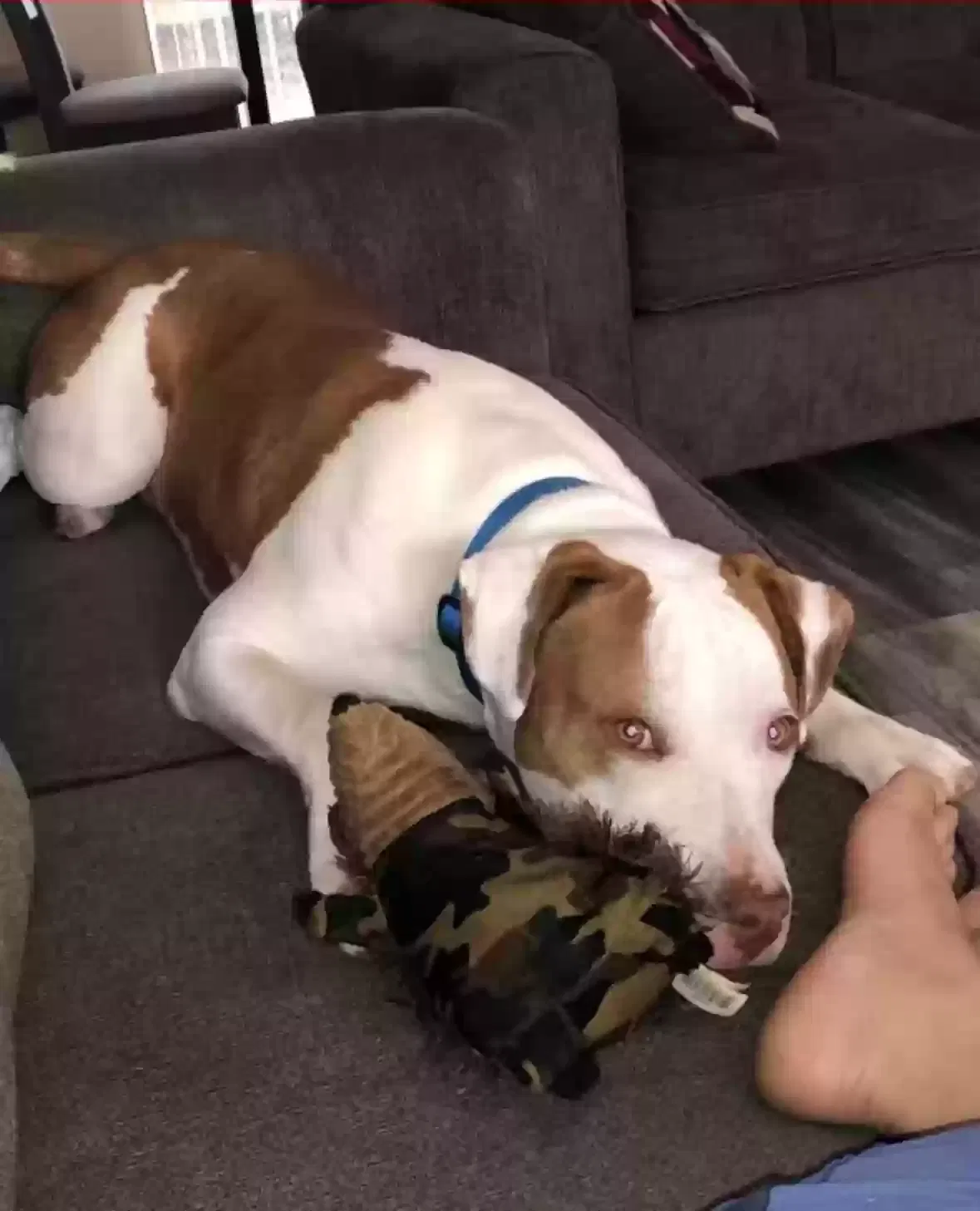 Lost dog in Union City, GA, 30291