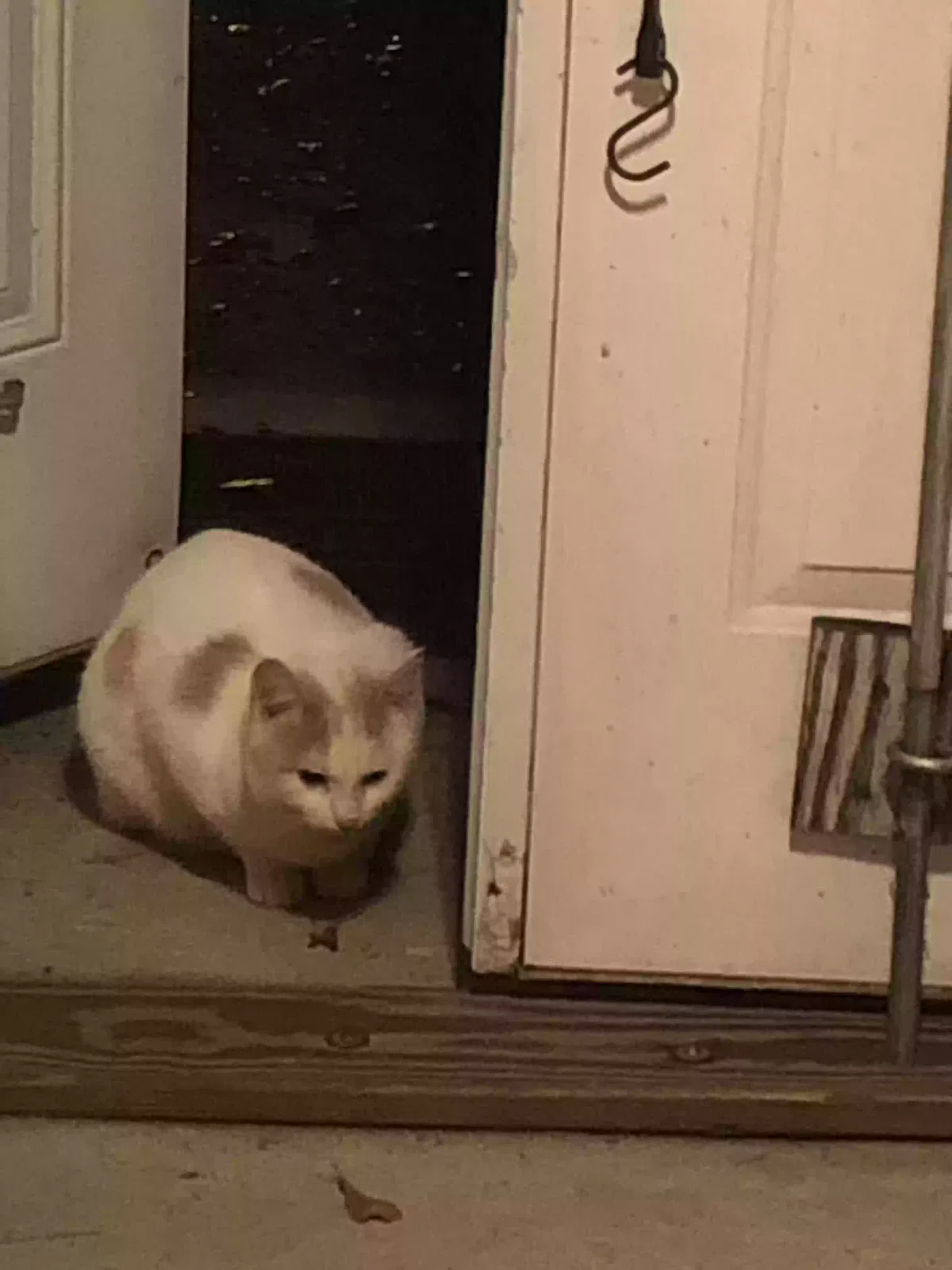 Found cat in Leesville, SC, 29070