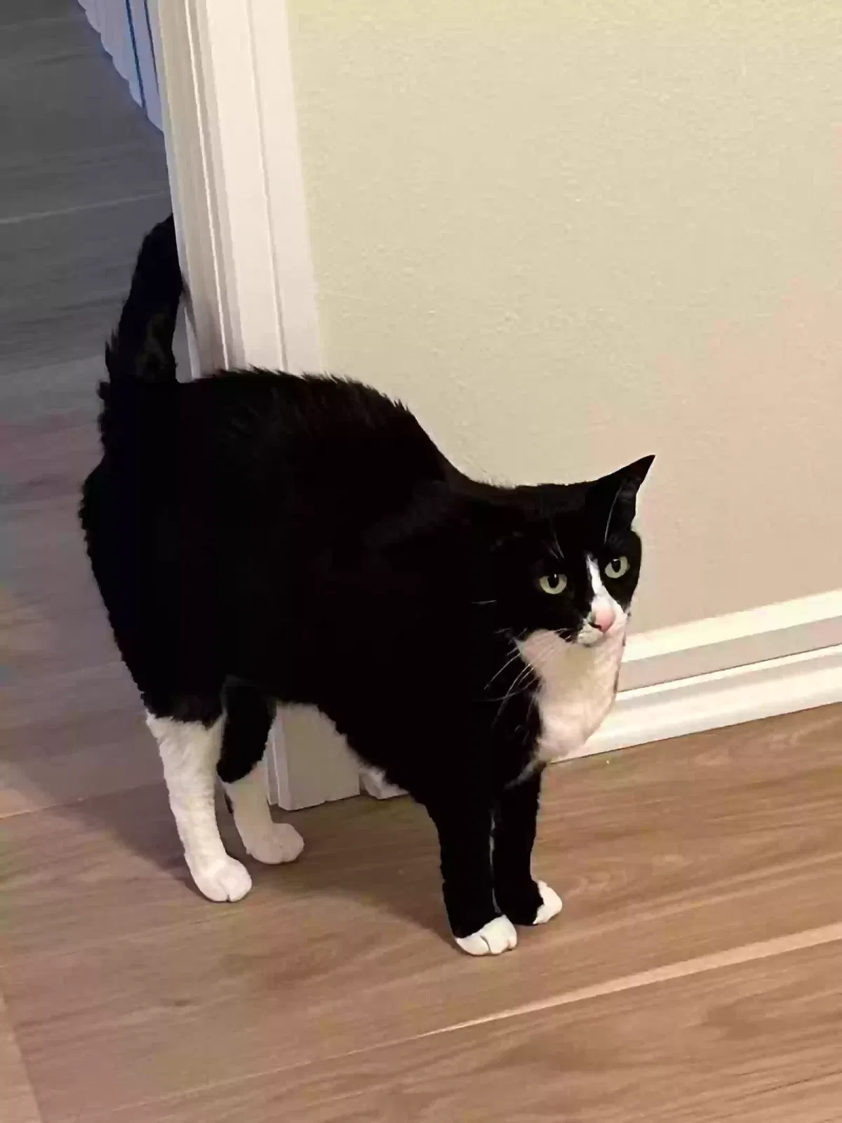 Lost cat in Winter Garden, FL, 34787