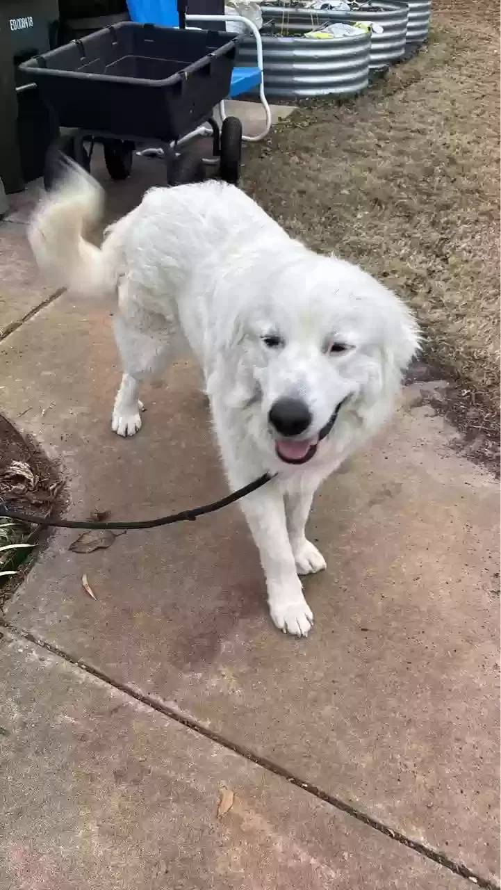 Found dog in Oklahoma City, OK, 73115