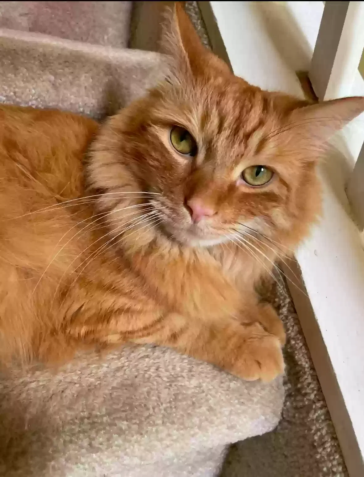 Lost cat in Canton, MI, 48188