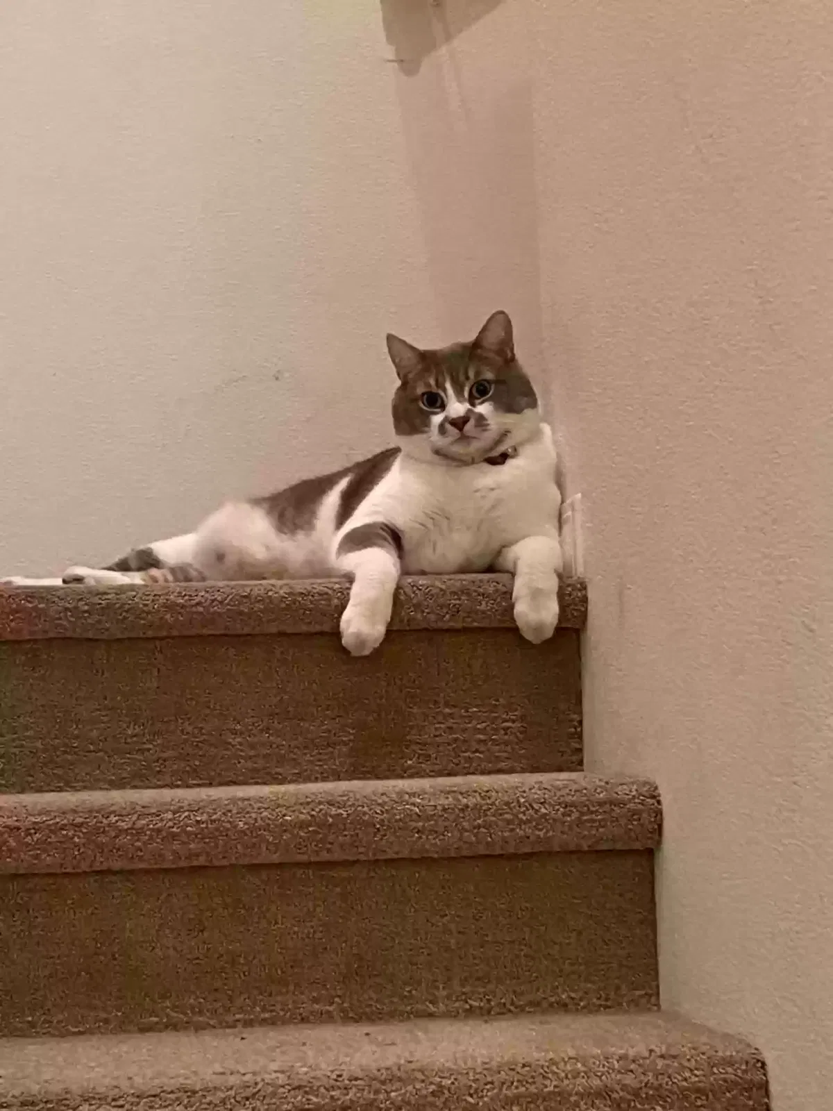 Lost cat in Pomona, CA, 91766