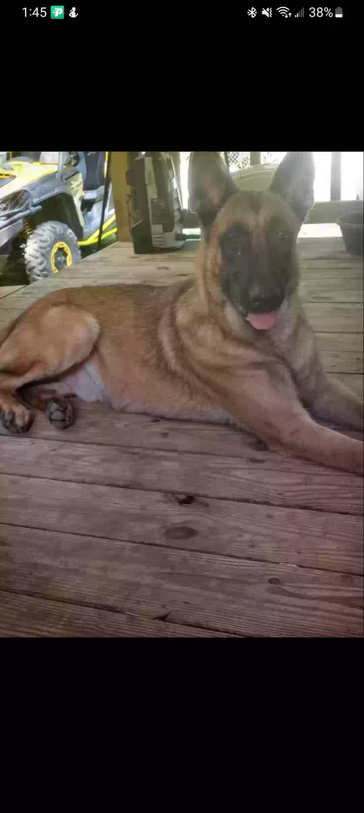 Lost dog in Graysville, TN, 37338