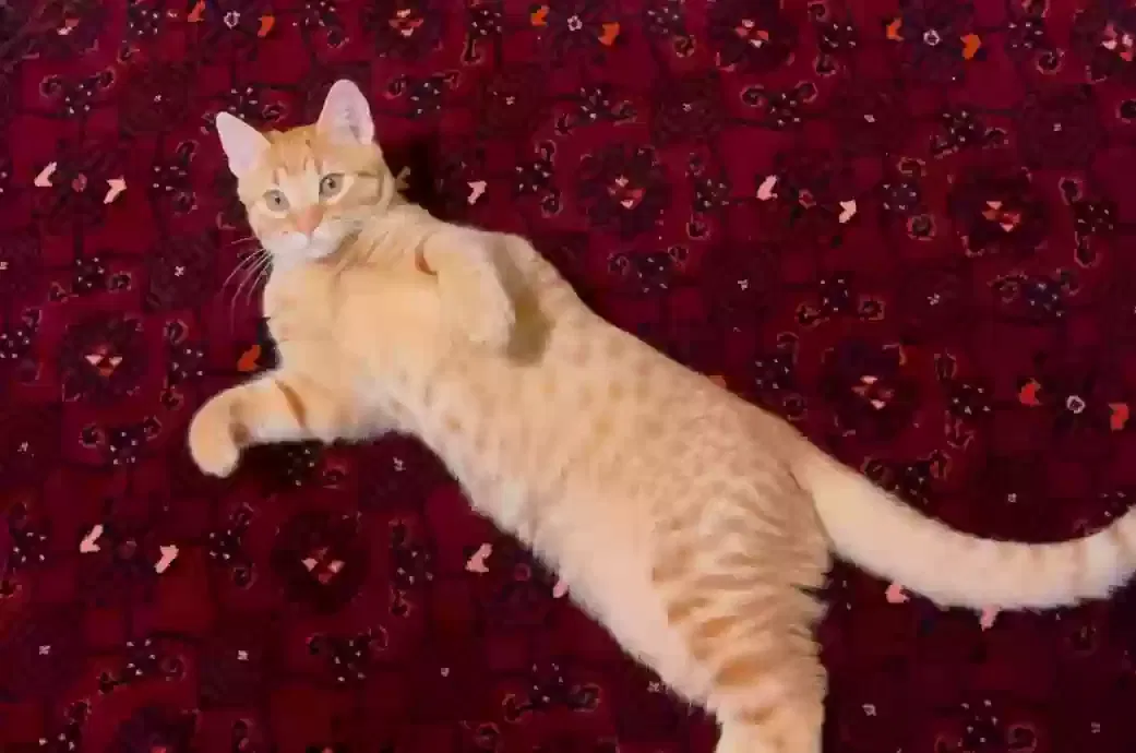 Lost cat in Bethlehem, PA, 18017
