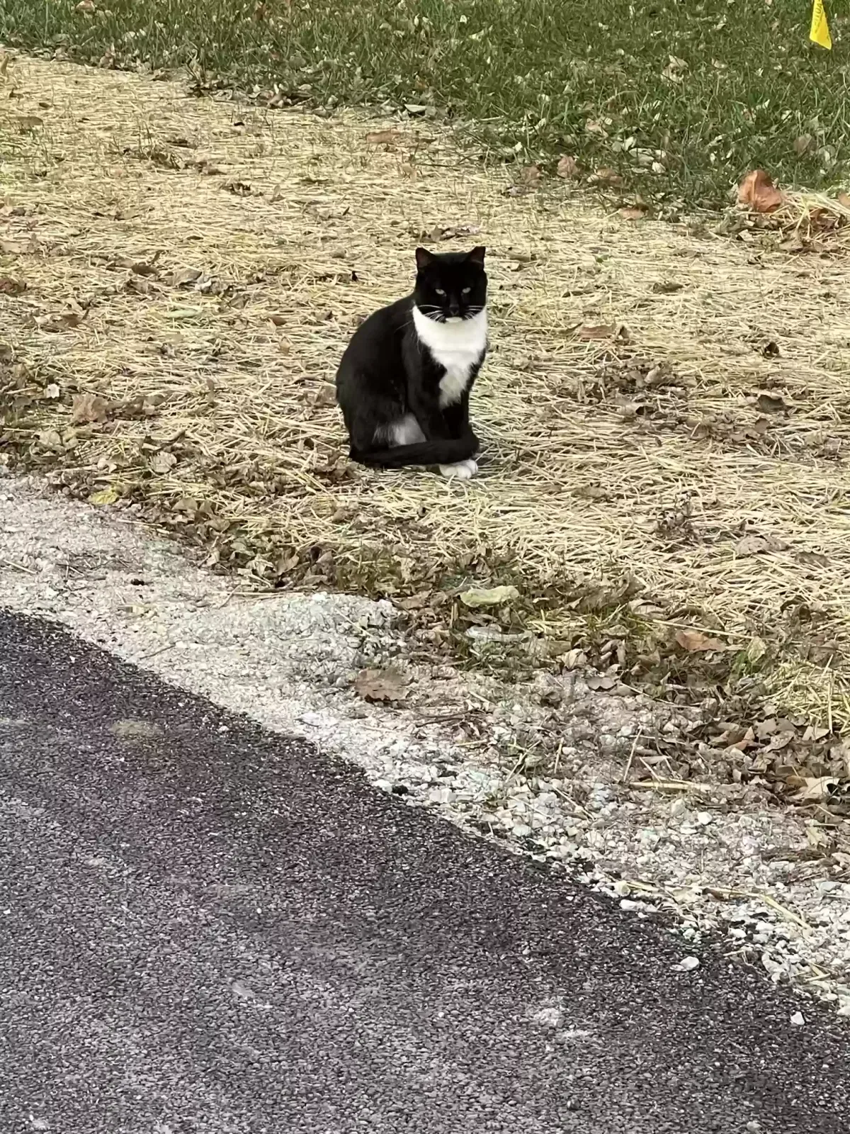 Lost cat in Joliet, IL, 60435