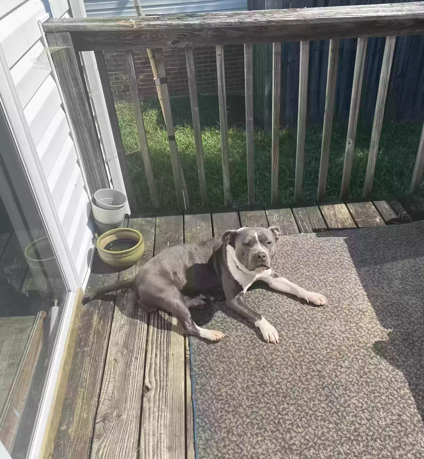 Lost dog in Greensboro, NC, 27405