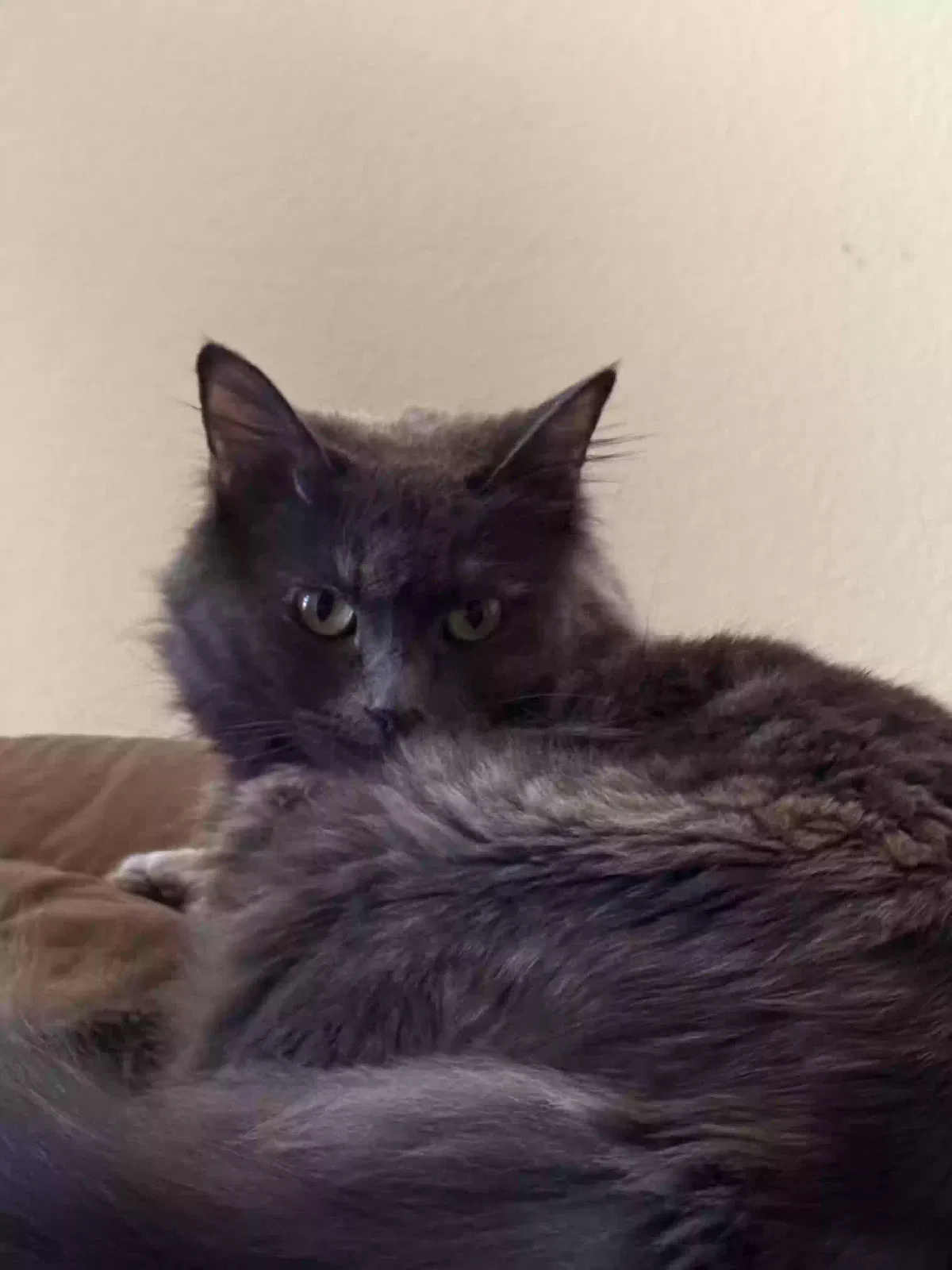 Lost cat in Missouri City, TX, 77459