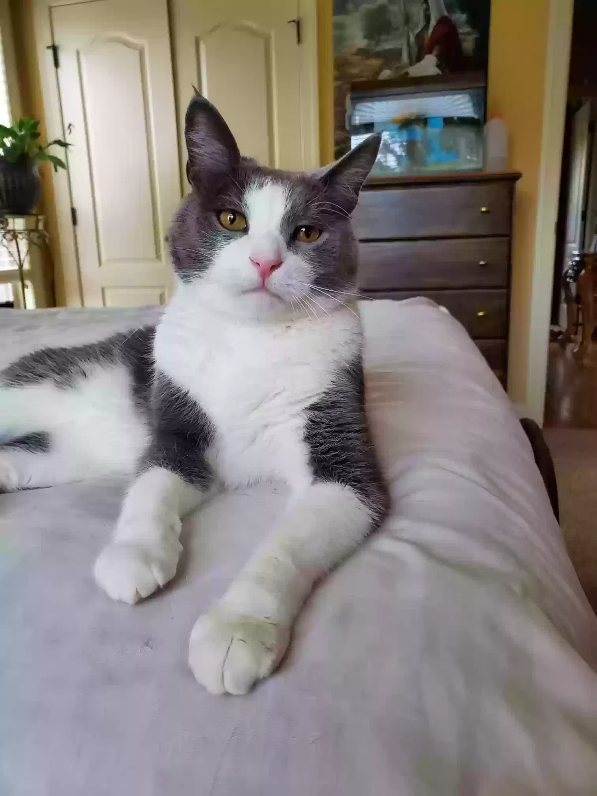 Lost cat in Pinson, AL, 35126