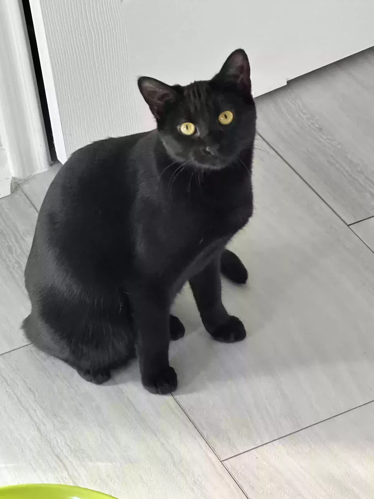 Lost cat in Houston, TX, 77070
