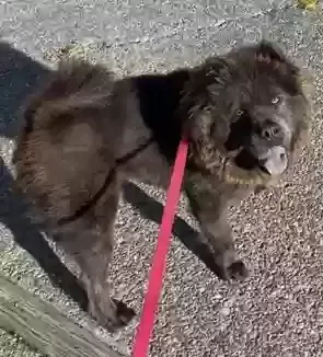 Lost dog in San Pablo, CA, 94806