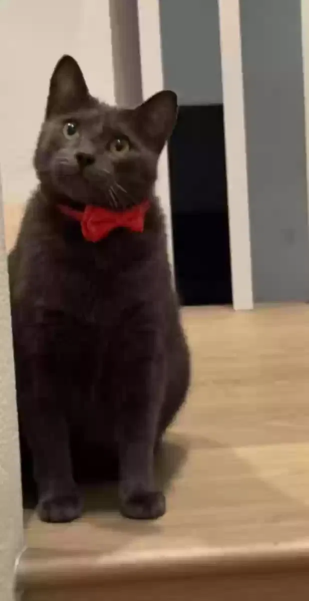 Lost cat in Lemon Grove, CA, 91945