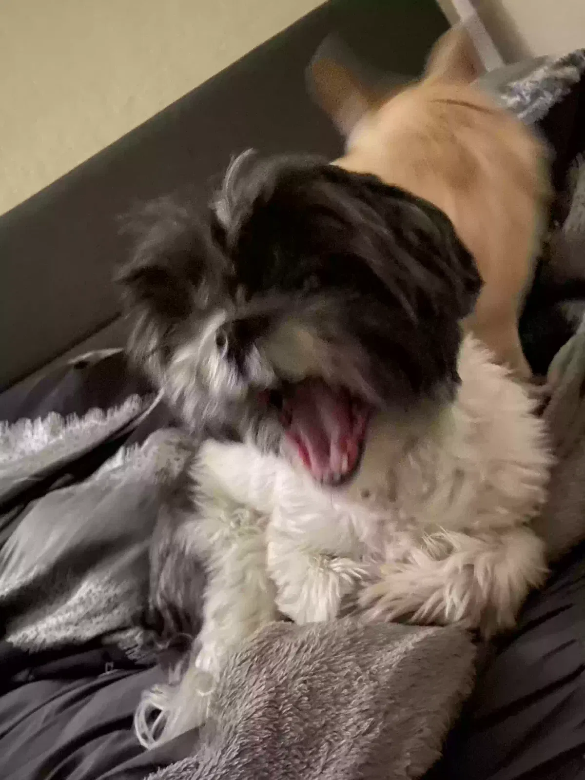 Lost dog in San Antonio, TX, 78253