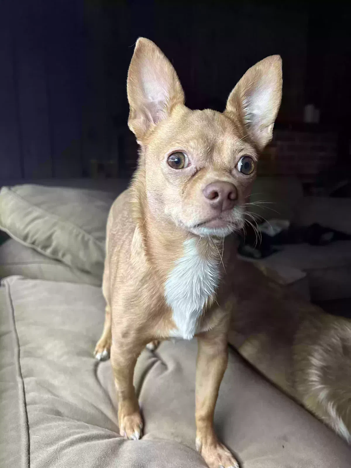 Lost dog in Tucson, AZ, 85712