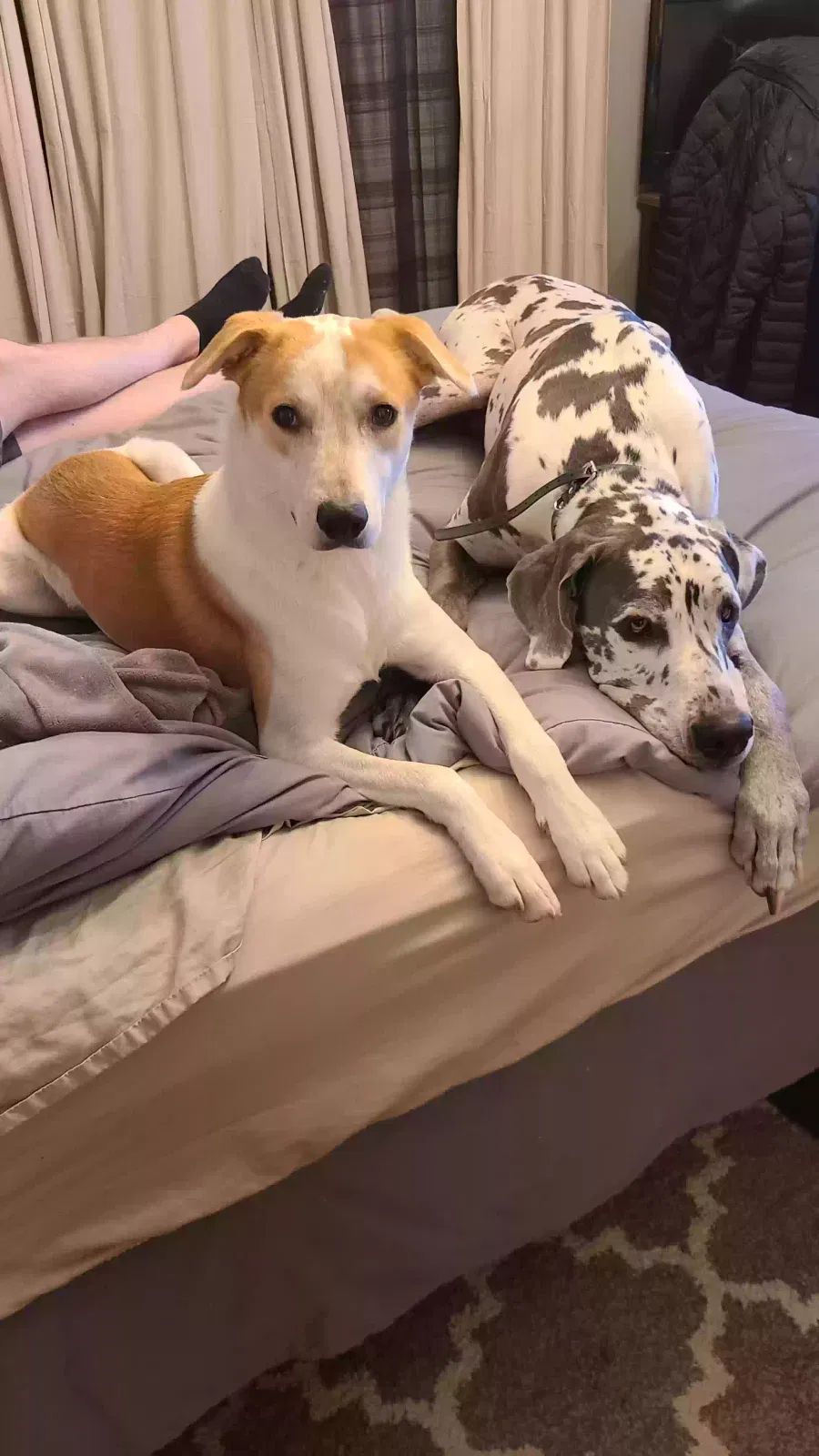 Lost dog in Albuquerque, NM, 87114