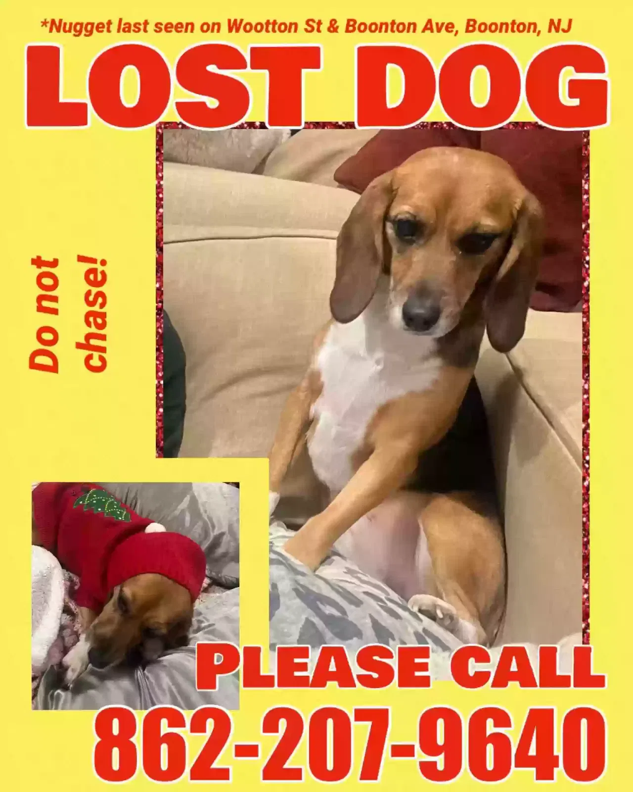 Lost dog in Boonton, NJ, 7005