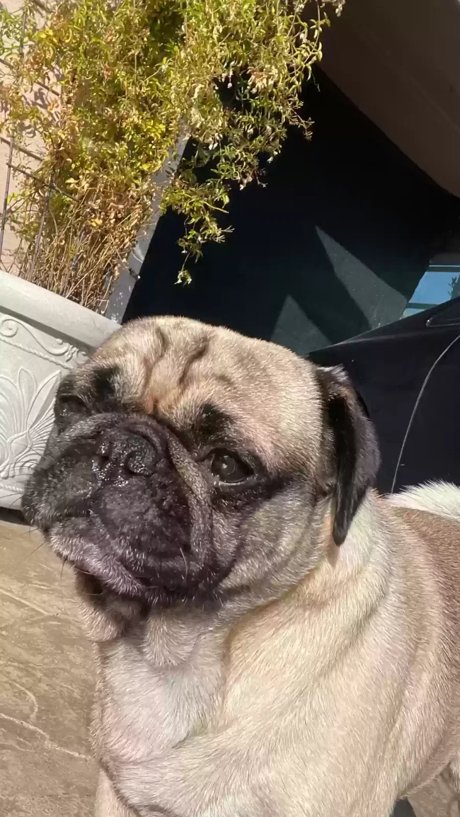 Lost dog in San Jose, CA, 95127