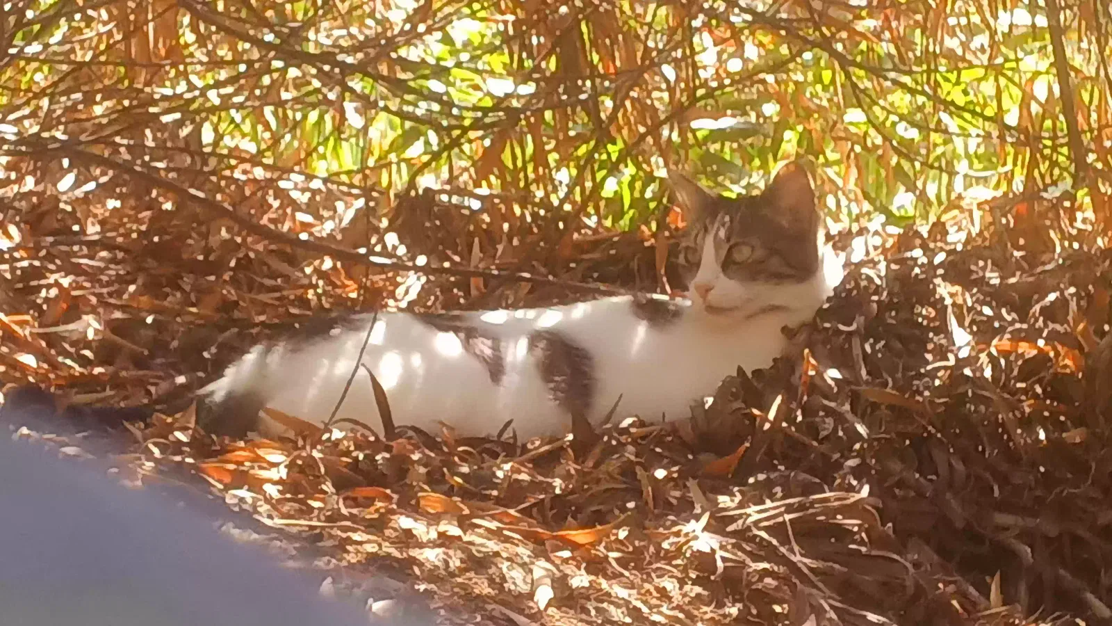 Lost cat in Carlsbad, CA, 92009