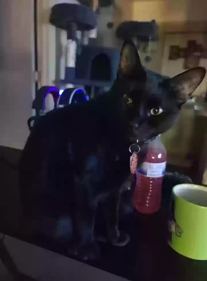 Lost cat in Benton, AR, 72019