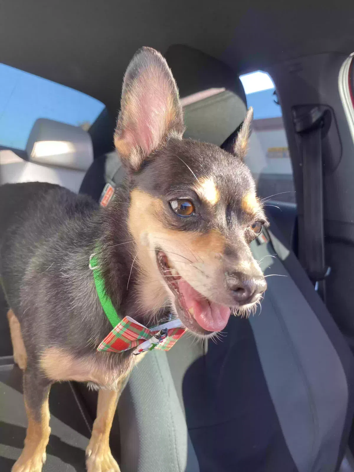 Lost dog in Highland, CA, 92346