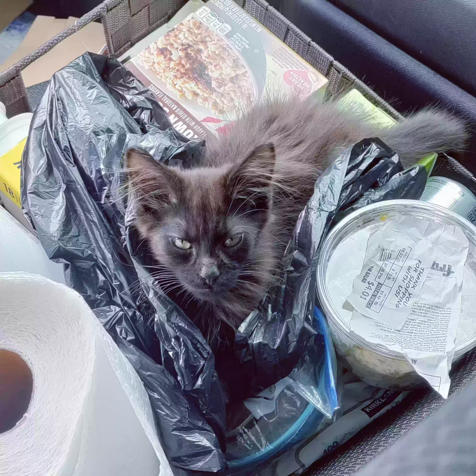 Lost cat in Peoria, AZ, 85345