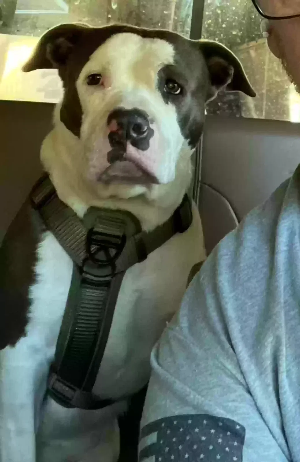 Lost dog in Glendora, CA, 91740