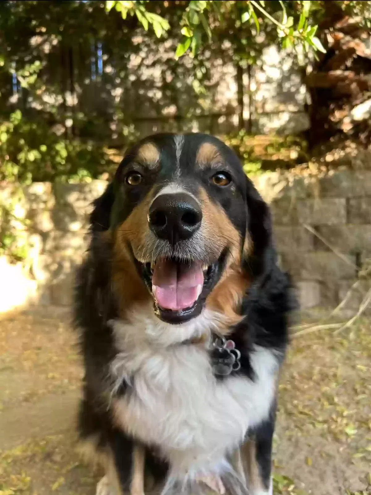 Lost dog in Bakersfield, CA, 93306
