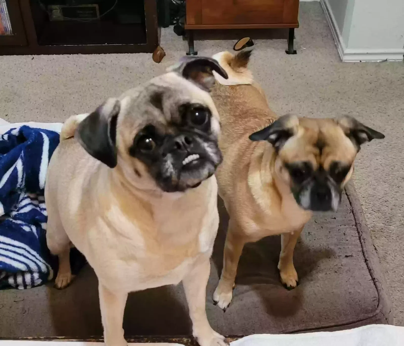 Lost dog in Plano, TX, 75023