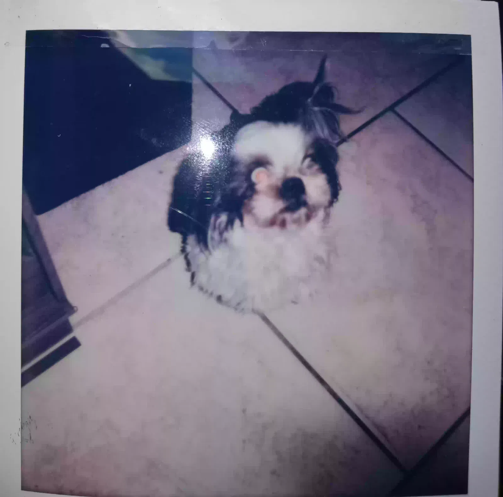 Lost dog in Miami, FL, 33142