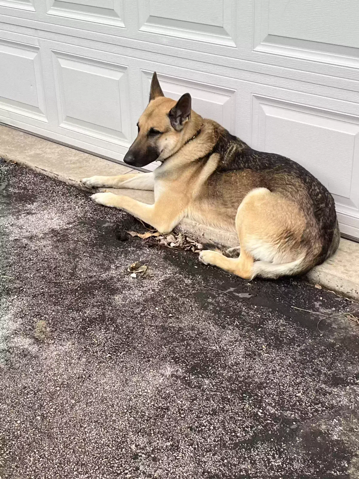 Lost dog in Florissant, MO, 63034