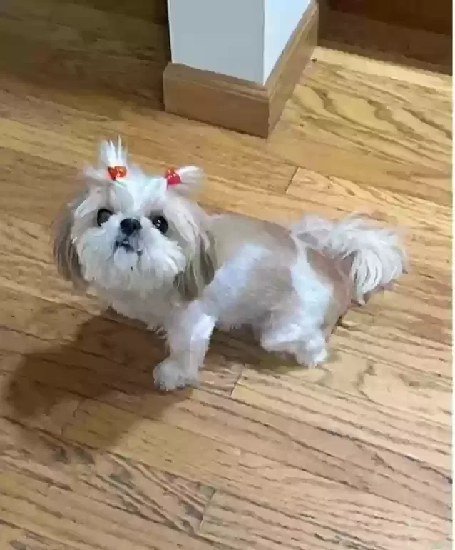Lost dog in Fort Lauderdale, FL, 33325