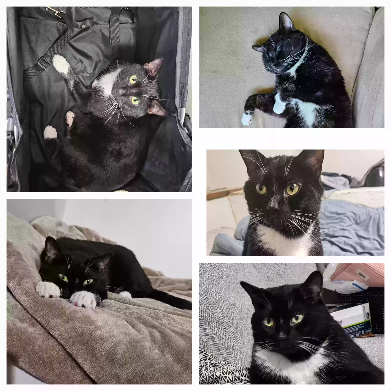 Lost cat in Elmwood Park, NJ, 7407