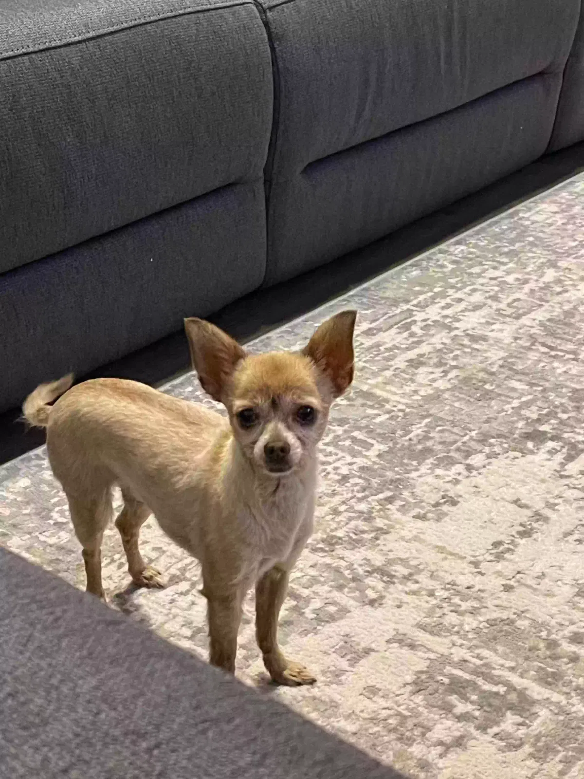 Lost dog in Houston, TX, 77068