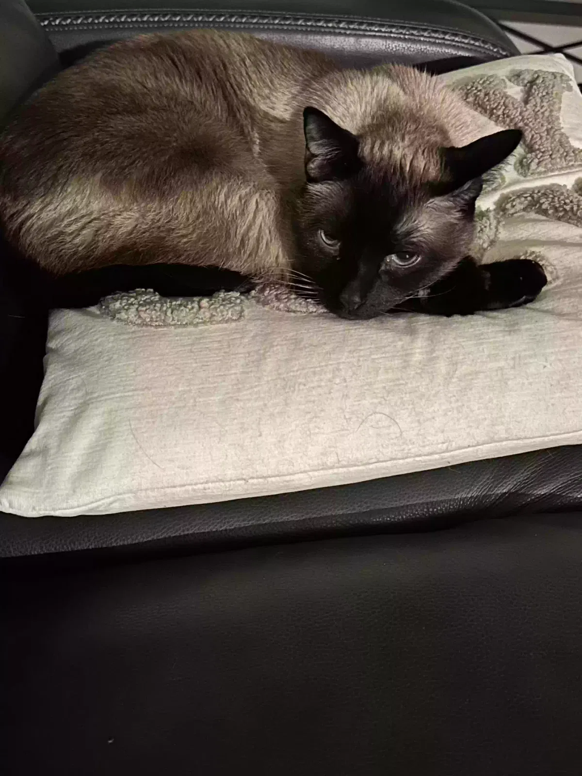 Lost cat in Las Vegas, NV, 89141