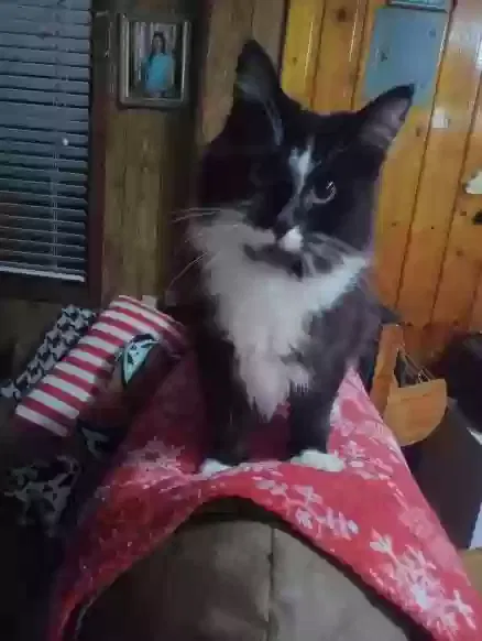 Lost cat in Montgomery, AL, 36109