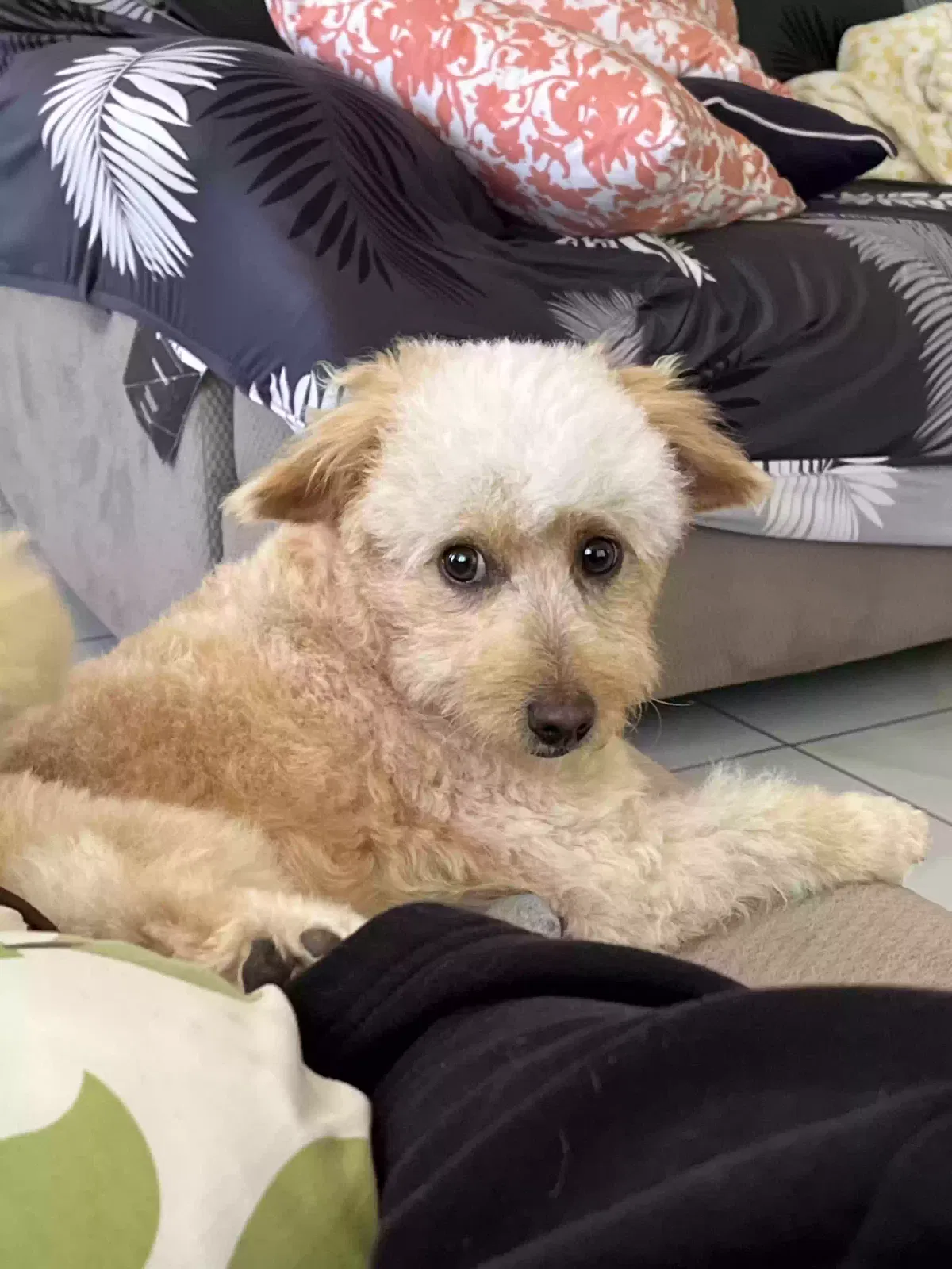 Lost dog in Long Beach, CA, 90805