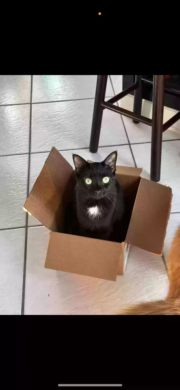 Lost cat in Merritt Island, FL, 32952
