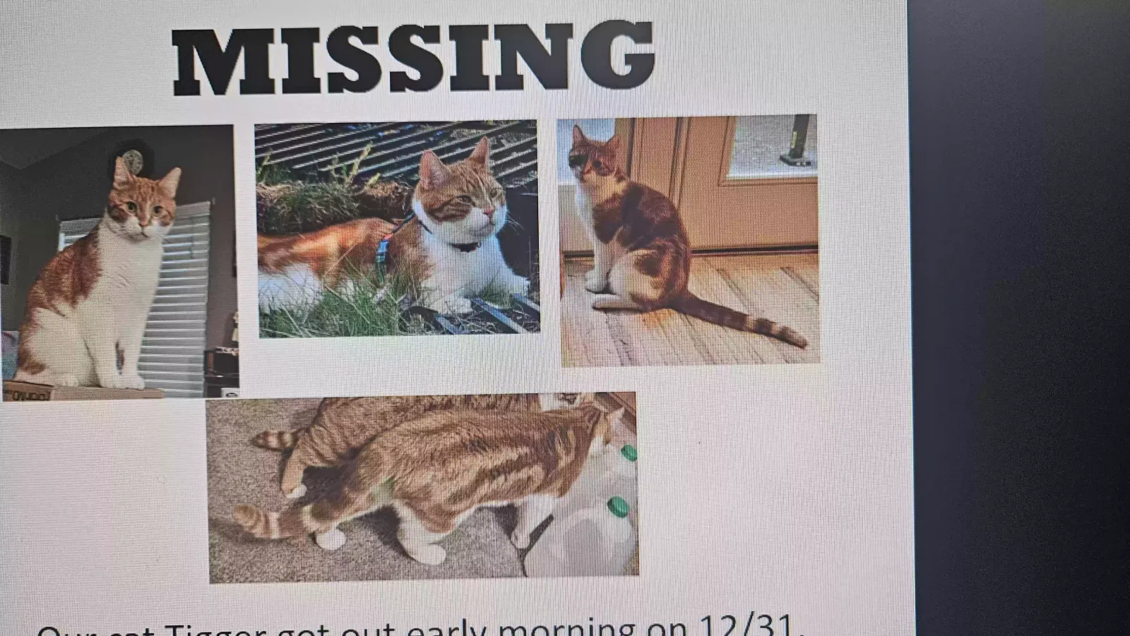 Lost cat in Granite Falls, WA, 98252