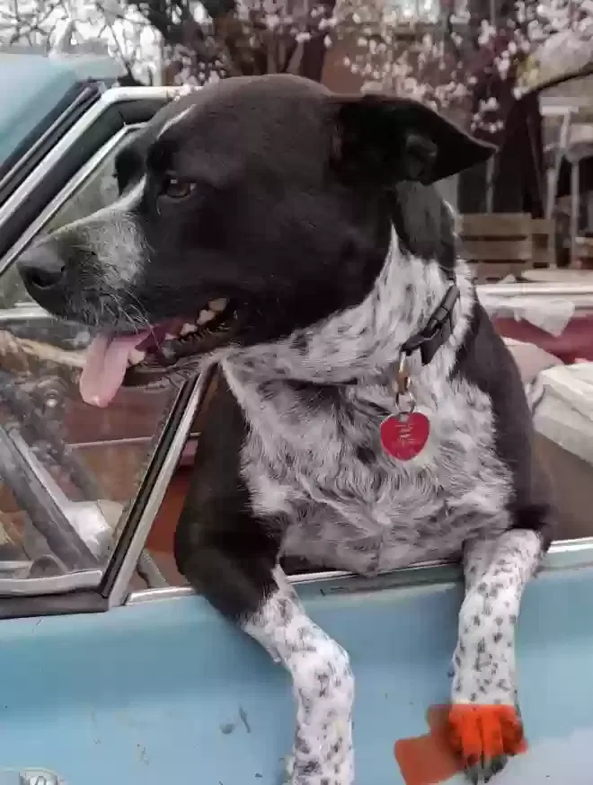 Lost dog in Yuba City, CA, 95993