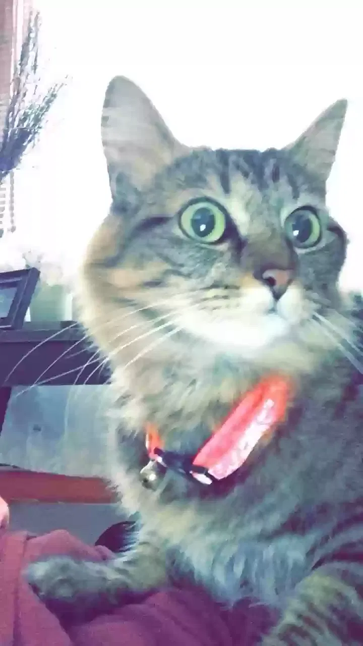 Lost cat in Knoxville, TN, 37931