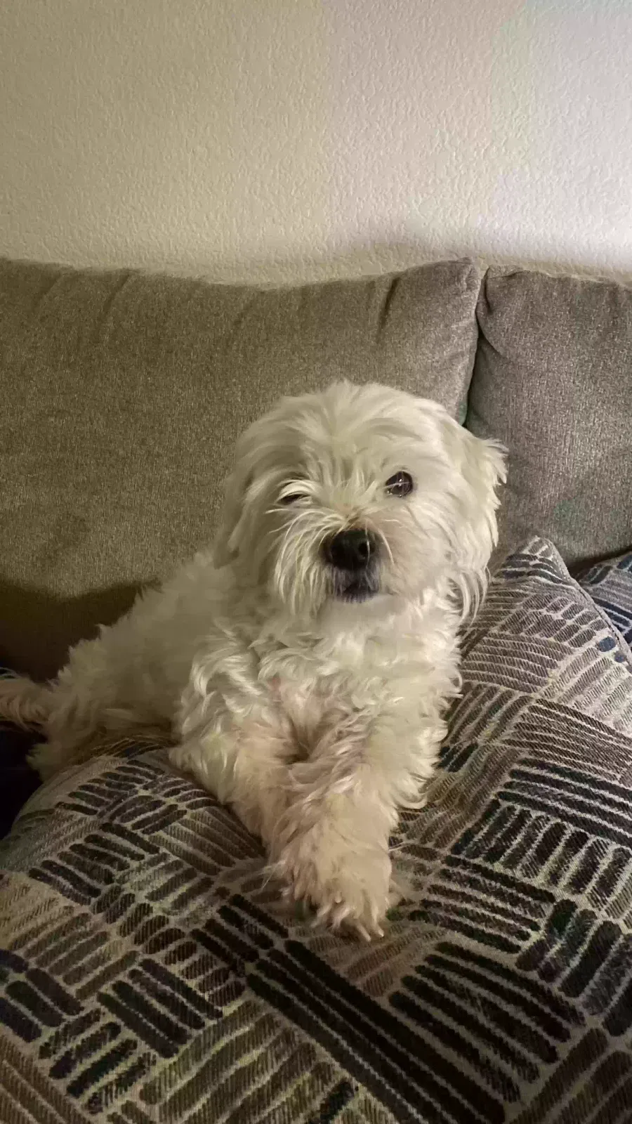 Lost dog in Grand Prairie, TX, 75050