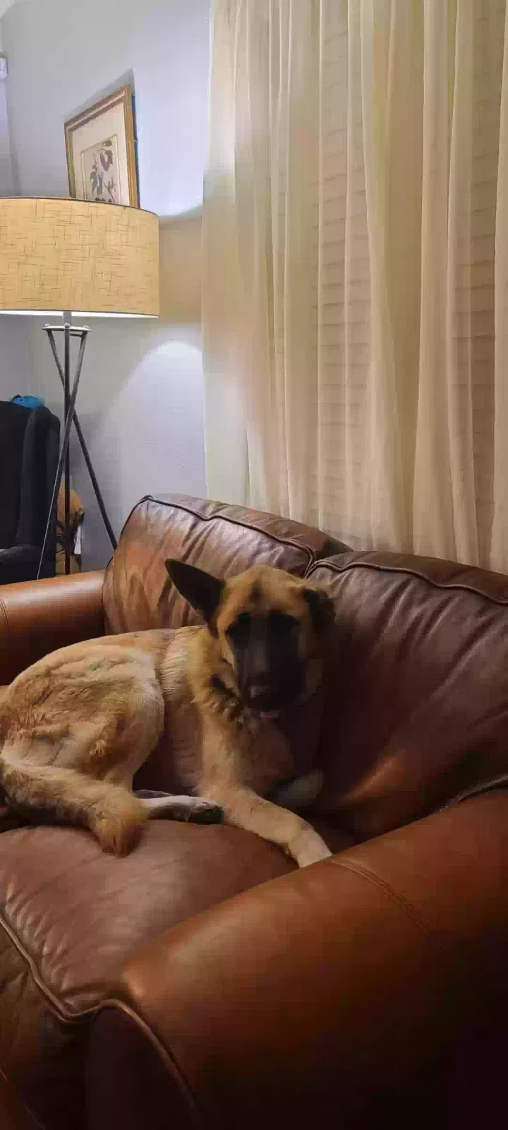 Missing Dog
