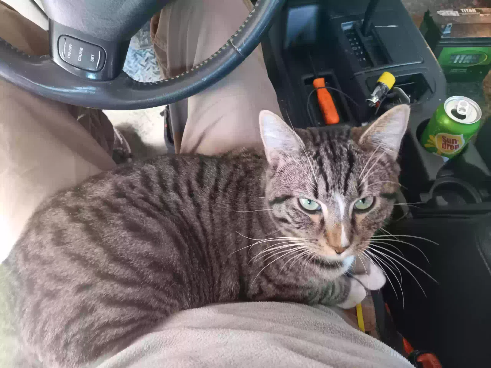 Lost cat in Concord, NC, 28025