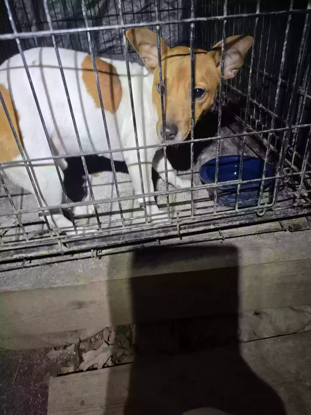 Found dog in Stone Mountain, GA, 30088