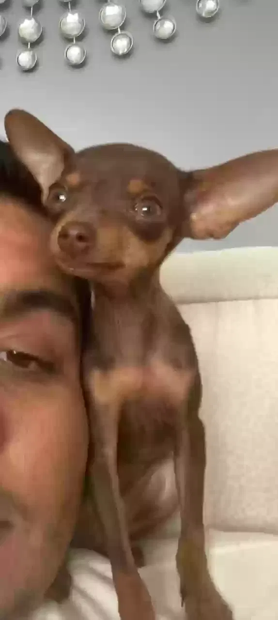 Lost dog in Inglewood, CA, 90304