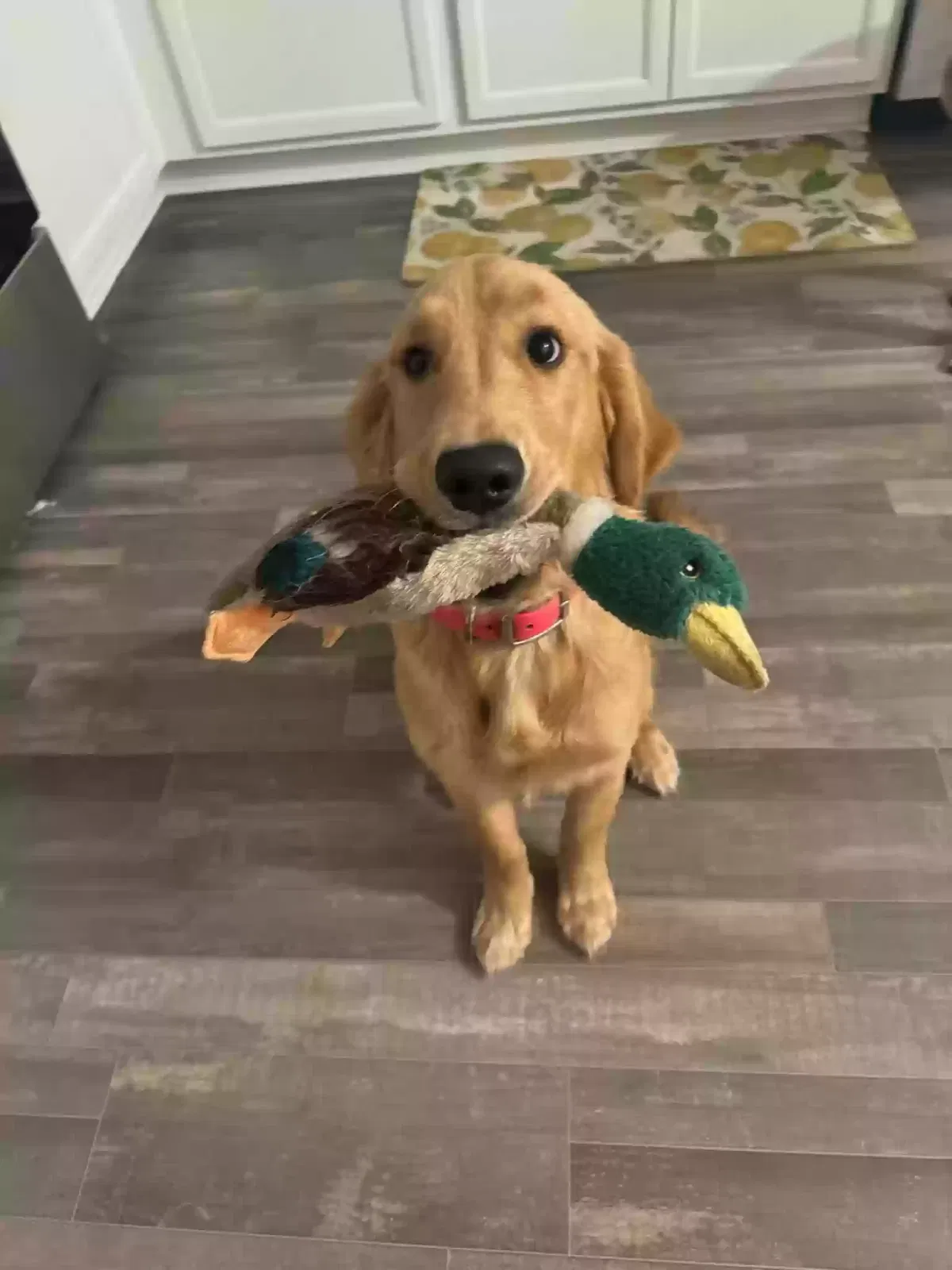 Lost dog in Newport, MI, 48166